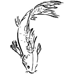 koi fish design sketch no background and PNG format