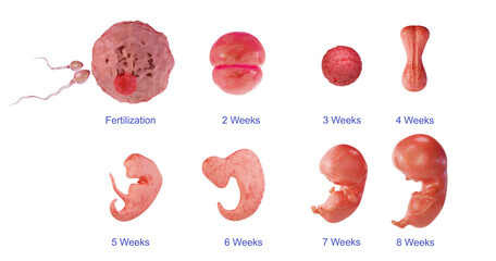 Stages of embryo development, isolated on a white background. Early stages of fetal development. Pregnancy, medically accurate illustration, 3D Render. PNG file.