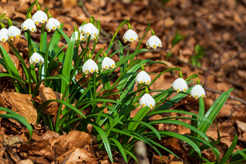 Bunch of blooming spring snowflake (Leucojum vernum) among brown foliage in a forest. The famous spring plant is recognizable by the green or yellow marks on its white flowers.