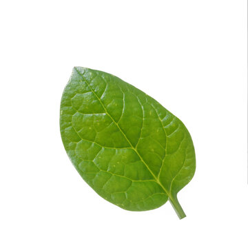"Malabar Spinach" Images – Browse 1,080 Stock Photos, Vectors, and