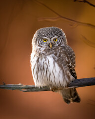 Pygmy owl Glaucidium passerinum little owl natural dark forest north parts of Poland Europe Knyszyn Primeval Forest