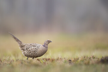 female Common pheasant Phasianus colchius Ring-necked pheasant in natural habitat, grassland in early winter
