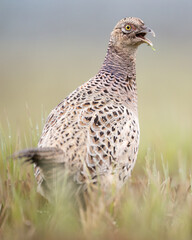 female Common pheasant Phasianus colchius Ring-necked pheasant in natural habitat, grassland in early winter