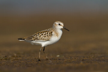 Bird Calidris minuta Little Stint small migratory bird Poland Europe