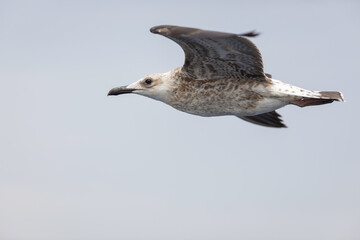 Sea bird above the Aegean Sea on the Greek island of Thassos on a sunny summer day.
