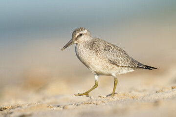 Shorebird - juvenile Calidris canutus, Red Knot on the Baltic Sea shore, migratory bird Poland Europe