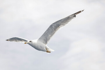 Sea bird above the Aegean Sea on the Greek island of Thassos on a sunny summer day.