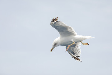 Sea bird above the Aegean Sea on the Greek island of Thassos on a sunny summer day.
