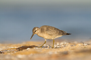 Shorebird - juvenile Calidris canutus, Red Knot on the Baltic Sea shore, migratory bird Poland Europe