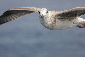 Sea bird above the Aegean Sea on the Greek island of Thassos on a sunny summer day.