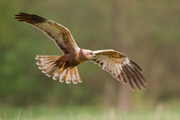 Flying Birds of prey Marsh harrier Circus aeruginosus, hunting time Poland Europe