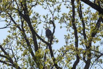 Bald Eagle Perched In A Tree Near The Nest