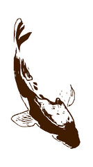 koi fish design sketch no background and PNG format