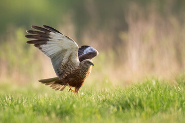 Flying Birds of prey Marsh harrier Circus aeruginosus, hunting time Poland Europe
