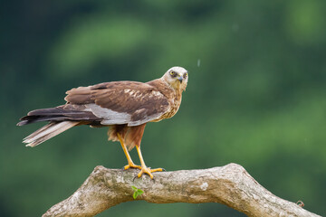 Birds of prey Marsh harrier Circus aeruginosus, hunting time Poland Europe bird perched on tree