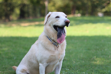 golden retriever dog