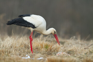 Bird White Stork Ciconia ciconia hunting time early spring in Poland Europe