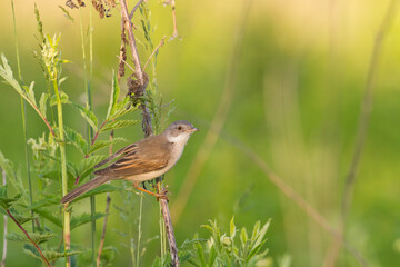 Bird Whitethroat Sylvia communis male Poland, Europe