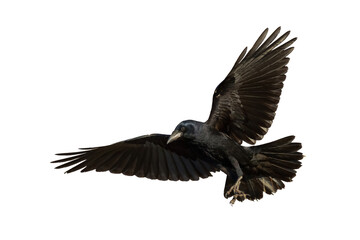 Rook Corvus frugilegus flying black bird isolated on white background	