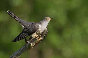 Cuckoo, Cuculus canorus, single bird - male on blurred background