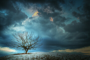 Naklejka na ściany i meble Landscape - lonely tree on the hill, dark scary clouds before storm, horror theme Halloween