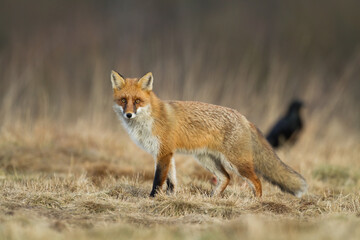 Fox Vulpes vulpes in autumn scenery, Poland Europe, animal walking among autumn meadow in amazing light