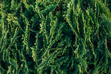 Textured background from thuja coniferous branches. Thuja green natural background.