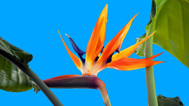 Bird of Paradise flower on blue background