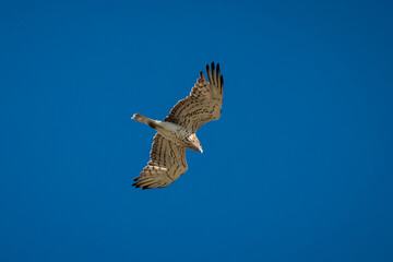 Short-toed Snake-eagle (Circaetus gallicus). 