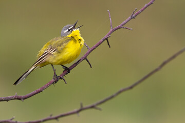 Small bird Yellow Wagtail sitting on tree male Motacilla flava