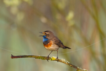 Bird Bluethroat Luscinia svecica migratory small bird singing and perching spring time amazing morning Poland Europe a bird that lives in reeds in river valleys