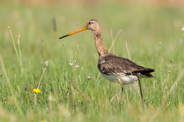 Bird with long beak Black-tailed Godwit Limosa limosa walking on green meadow spring time in Narew river valley, Poland Europe	