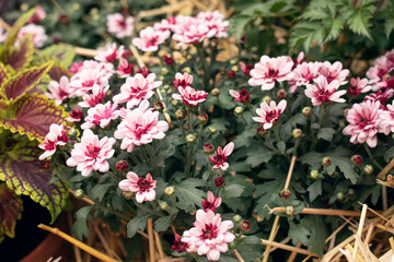 Fototapeta na wymiar pink autumn flowers in the garden