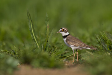 Bird Charadrius dubius, Little Ringed Plover on blurred background