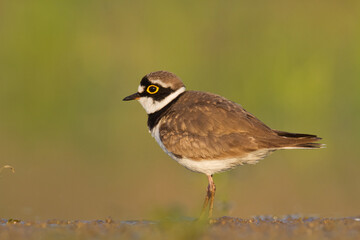 Bird Charadrius dubius, Little Ringed Plover on blurred background