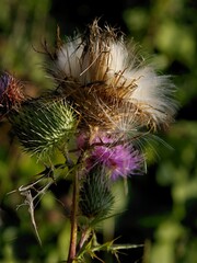 purple flower and white blow-balls with seeds of thiestle wild plant close up - obrazy, fototapety, plakaty