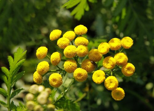 yellow flowers of wild plant tancy - tanaceum vulgare close up