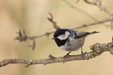 Bird - Coal Tit Periparus ater perched on tree