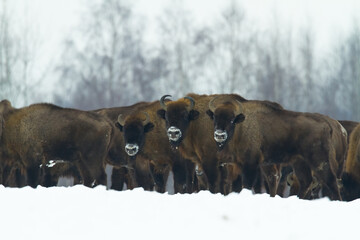 Mammals - wild nature European bison ( Bison bonasus ) Wisent herd standing on the winter snowy field North Eastern part of Poland, Europe Knyszynska Forest