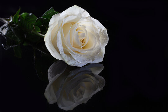 one white rose with reflection on black background