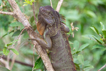 Iguana in Costra Rica