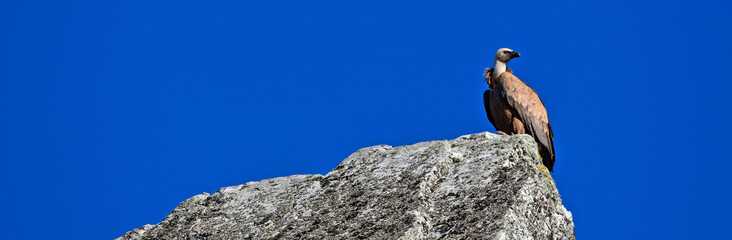 Griffon vulture // Gänsegeier (Gyps fulvus) - Salto del Gitano, Monfrague, Extremadura, Spain