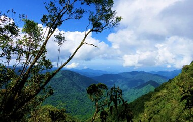 Obraz premium Secret Forest in Malaysia in Cameron Highlands