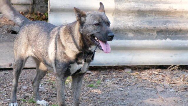 Footage of dogs in asylum cage. homeless dogs in a cage in animal shelter. slow motion barking dog abandoned dogs