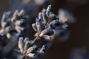 Dried lavender flowers, macro shot, blurred background.