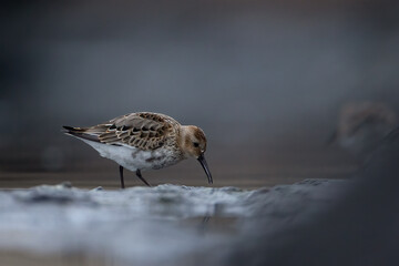 Calidris alpina