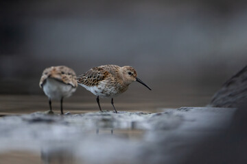 Calidris alpina
