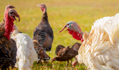 Turkeys walk on the grass in a green meadow in a pasture. Animal husbandry and agriculture in the mountains.