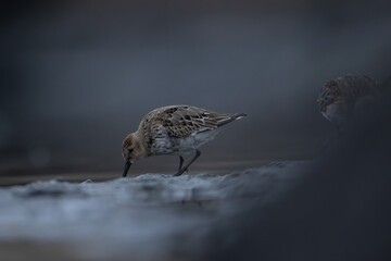 Calidris alpina
