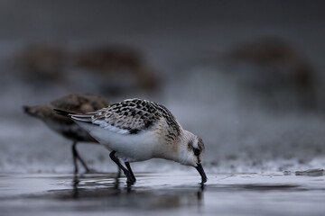 Calidris alpina